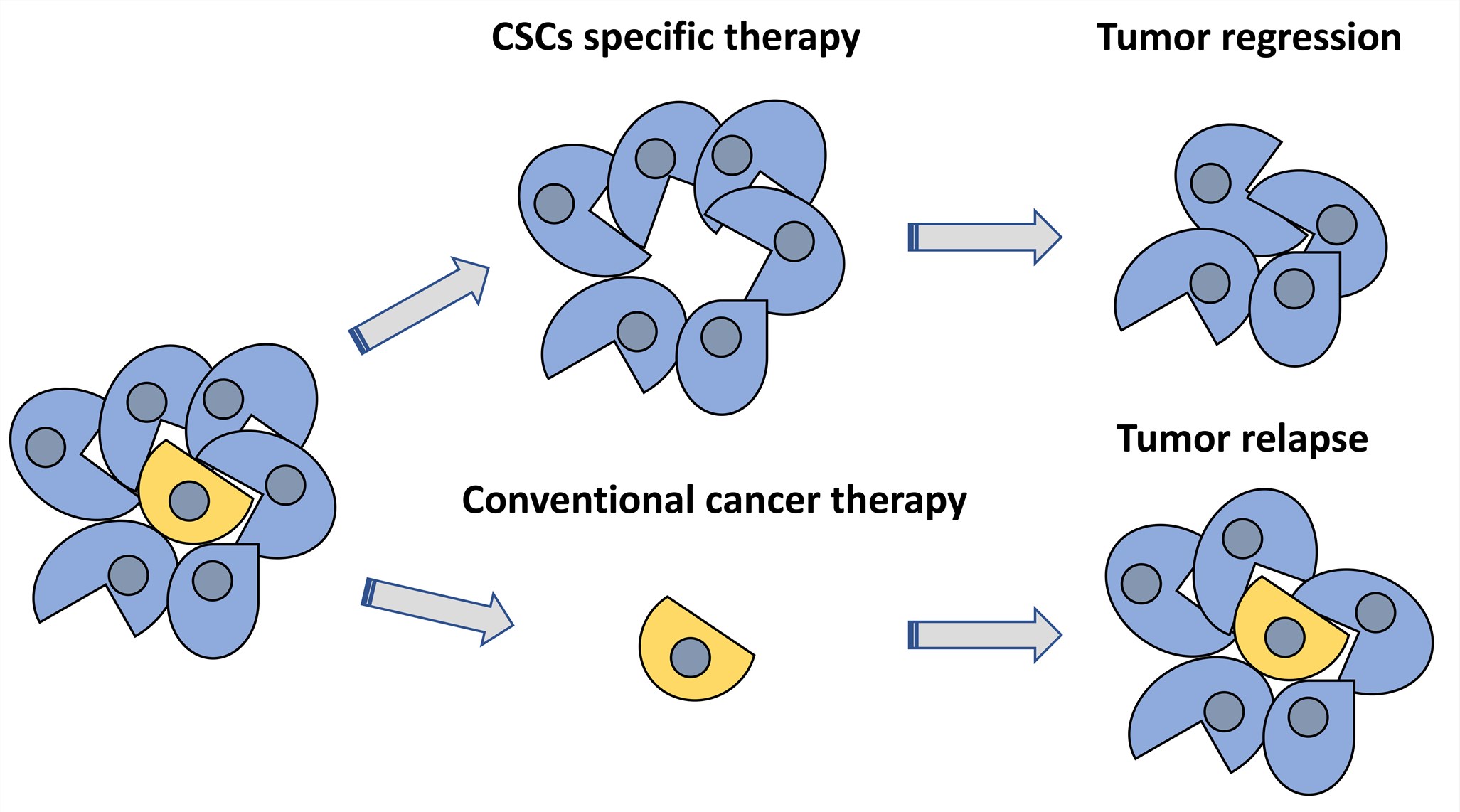 CSCs specific and conventional cancer therapies. – Creative Biolabs