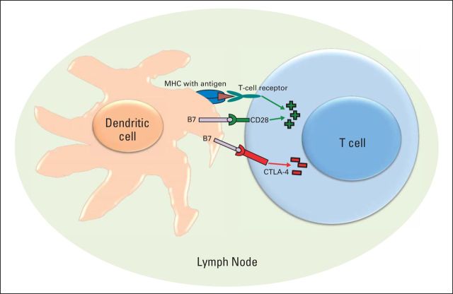 The cytotoxic T lymphocyte–associated antigen 4 (CTLA-4) immunologic checkpoint.
