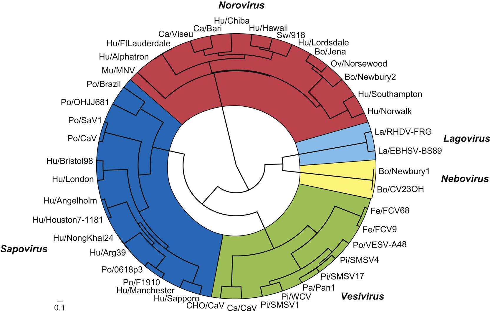 Phylogenetic relationships in the family Caliciviridae.