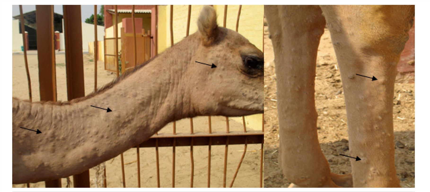 Camelpox infection in camels