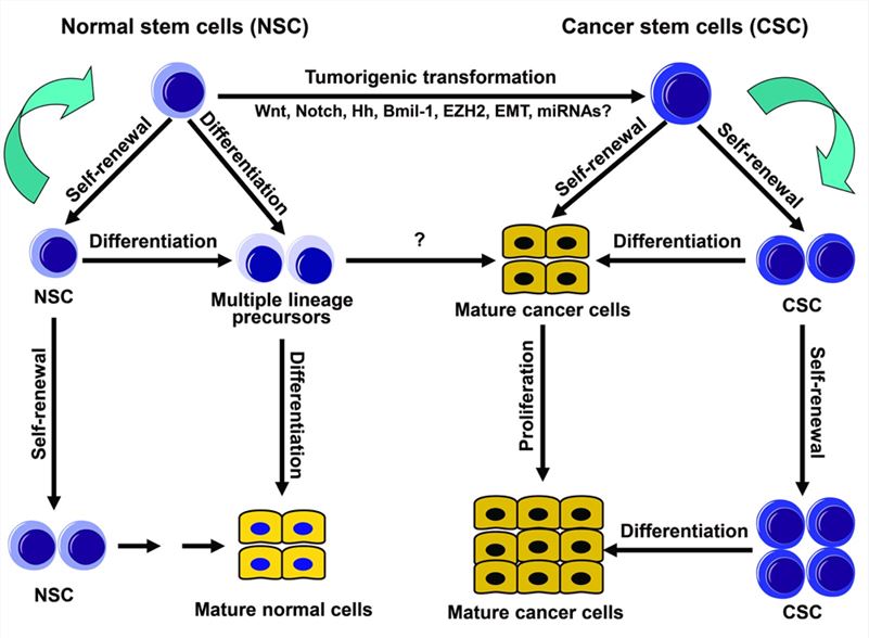 The implication of stem cells in the development and progression of tumor.