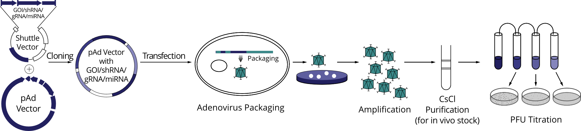 The diagram of adenovirus construction process.
