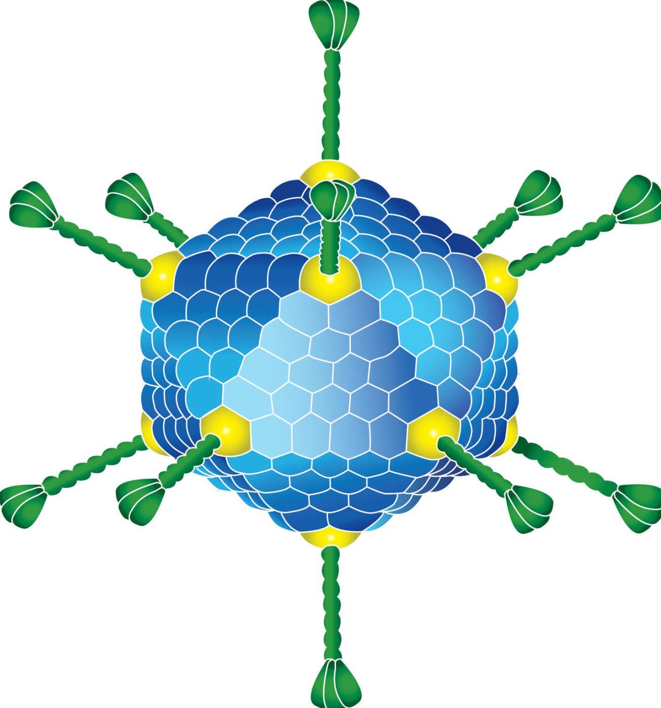 The model of adenovirus.