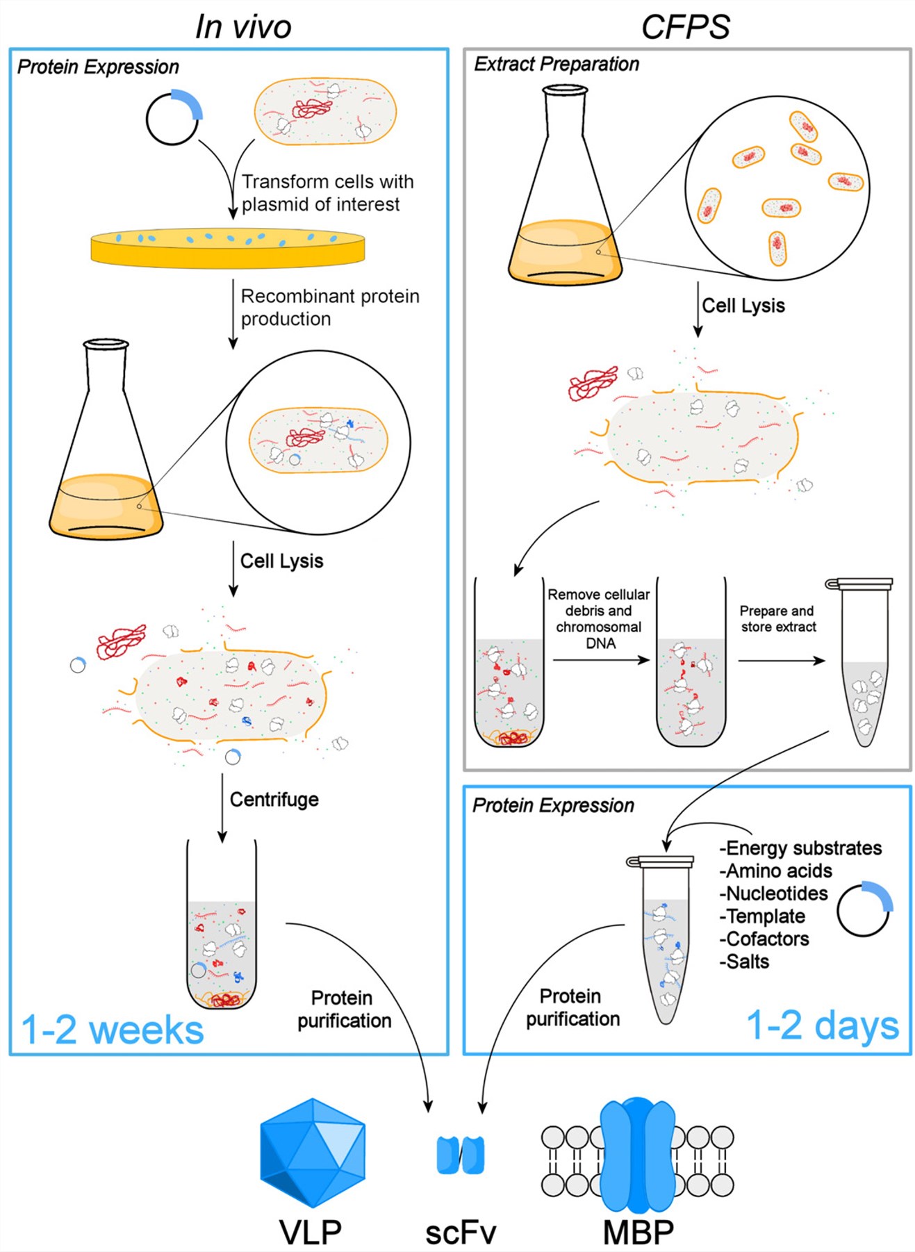 Cellfree Expression System for Vaccine Production Creative Biolabs