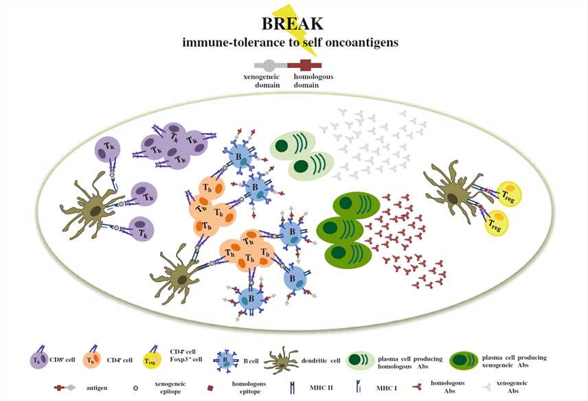 Chimeric DNA Vaccine Design Creative Biolabs