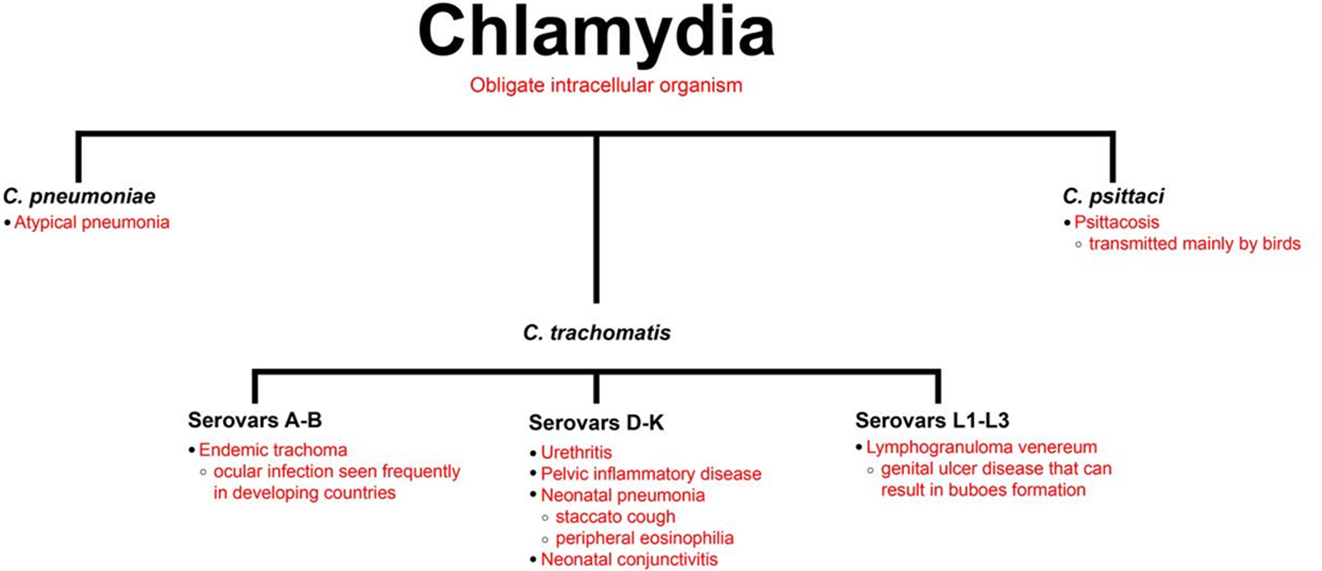 Bacteria from Chlamydia Familiy