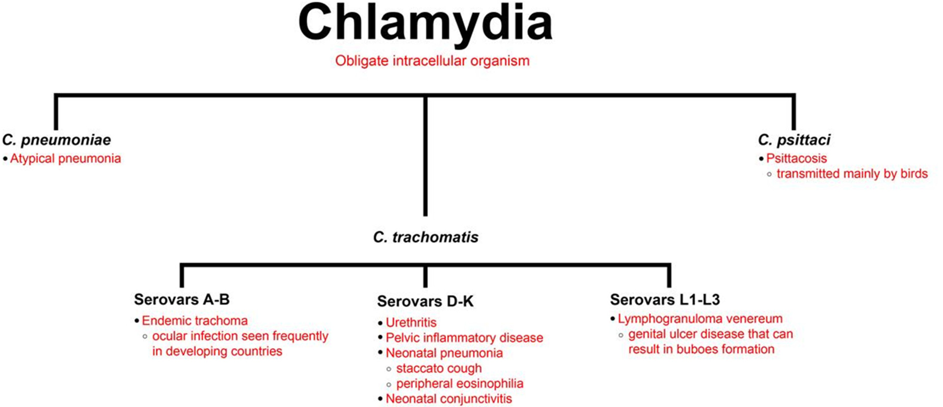 Bacteria from Chlamydiae Familiy