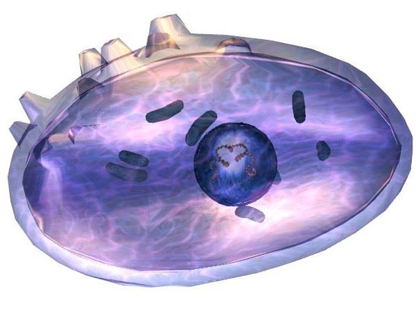 Chlamydia trachomatis - Creative Biolabs