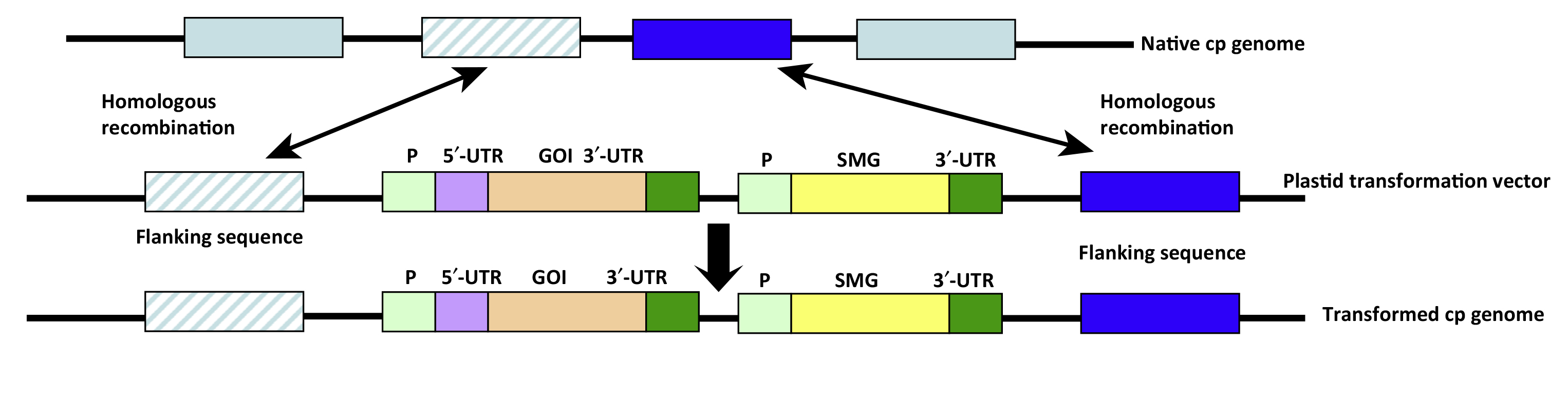 Fig. 1 Schematic depiction of the vector for chloroplast. (Jin, Shuangxia, & Henry Daniell, 2015) (OA Literature)