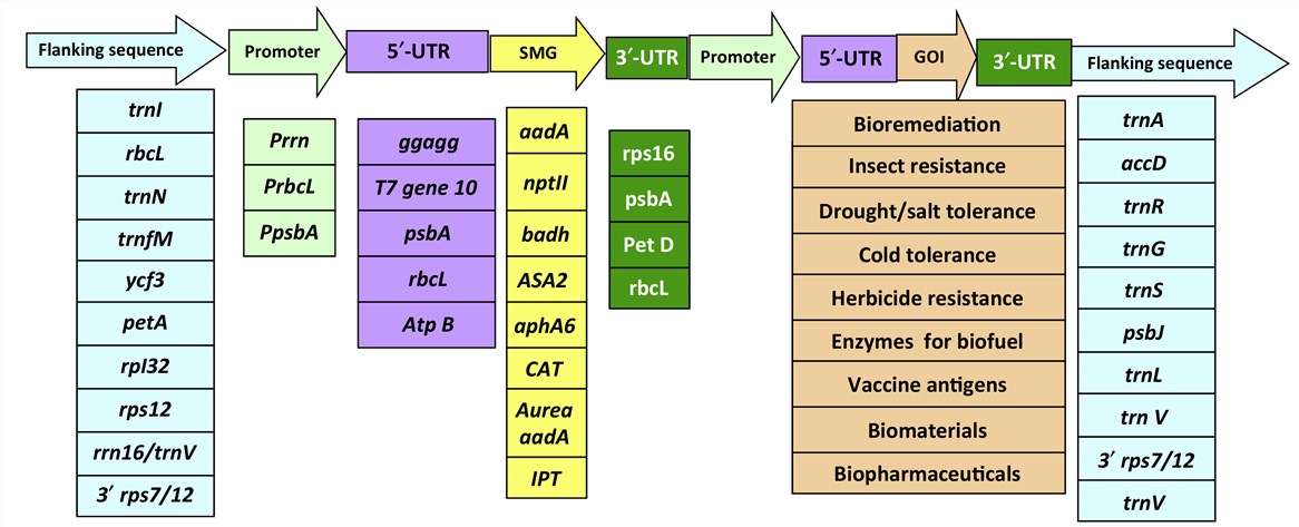 Fig. 2 Instances of frequently employed constituents in chloroplast vector. (Jin, Shuangxia, & Henry Daniell, 2015) (OA Literature)
