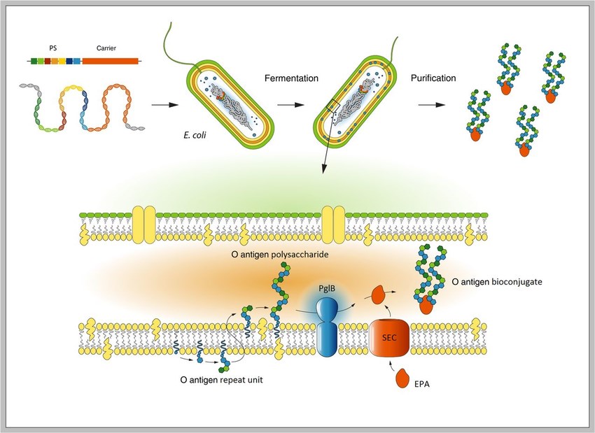 Process of in vivo bioconjugation, using recombinant Escherichia coli.