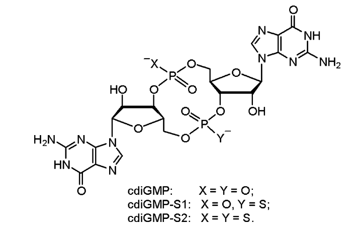 Chemical structures of c-di-GMP and its sulfur analogues (c-di-GMP-S1 and -S2).