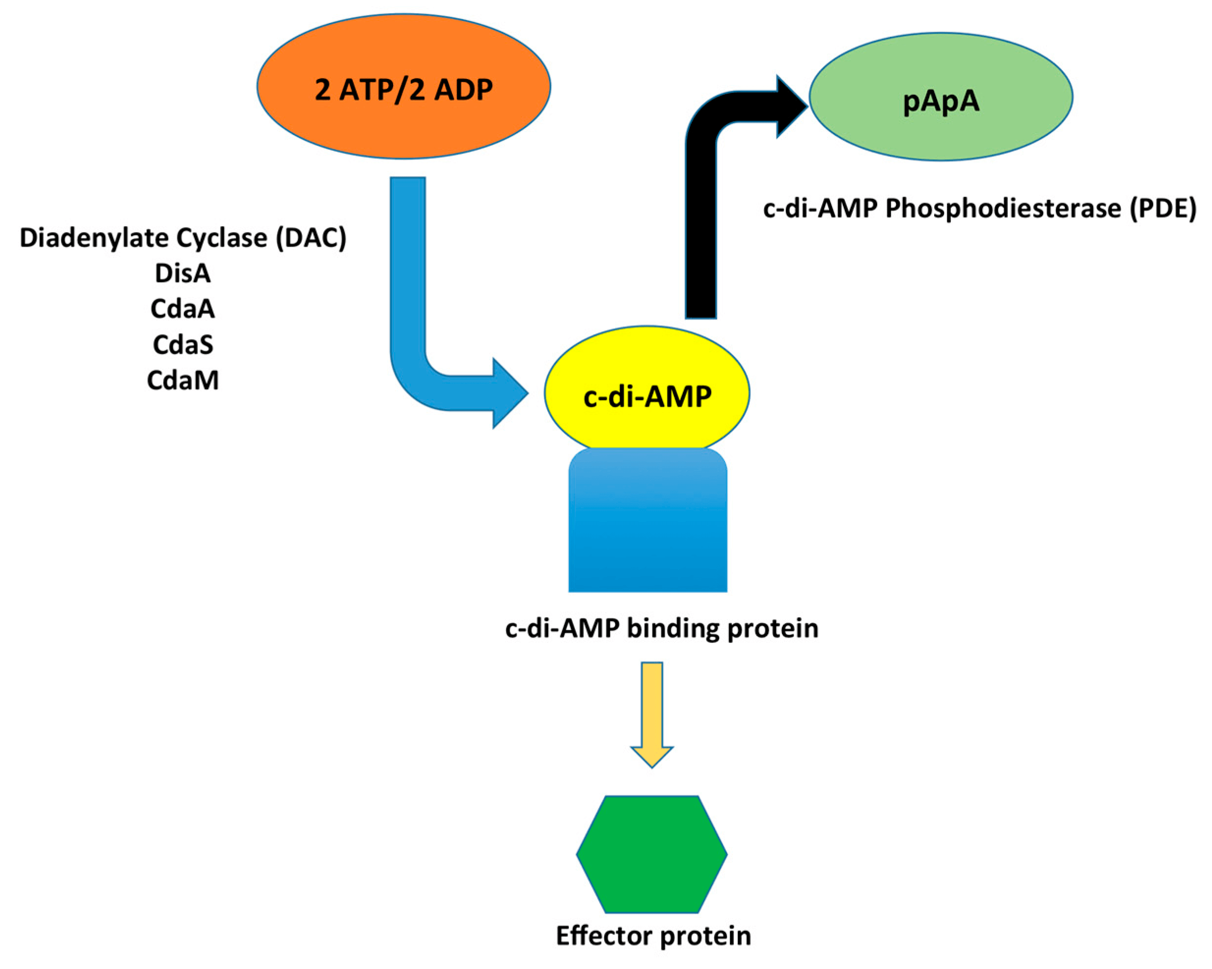 Diadenylate cyclase (DAC) enzymes synthesize c-di-AMP through a condensation reaction of two ATP or two ADP molecules. c-di-AMP binds to specific target proteins, thereby regulating the functions of downstream proteins within a variety of cellular pathways. To maintain appropriate levels of c-di-AMP, phosphodiesterases (PDEs) degrade c-di-AMP into pApA, which further degrades into AMP.