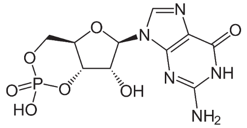 Skeletal formula of cyclic guanosine monophosphate.