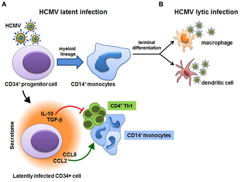 Human Cytomegalovirus (HCMV)-derived secretome and virus latency.