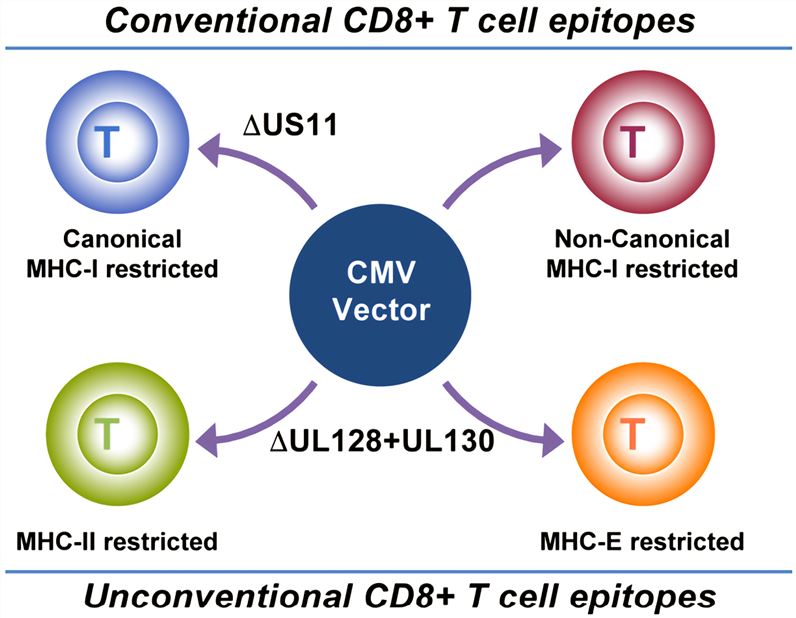Genetically distinct RhCMV vectors elicit four different CD8+ T cell responses each recognizing non-overlapping sets of peptides.
