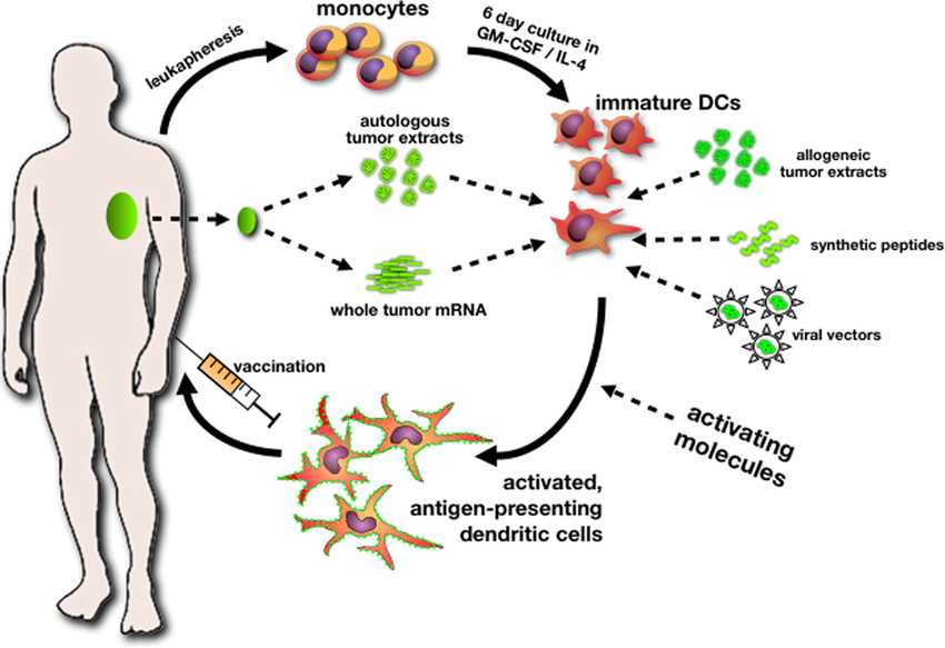 Fig.1 A general procedure for the manufacturing of personalized dendritic cell vaccines for cancer. (Surmont, Veerle F., et al., 2011) (OA Literature)