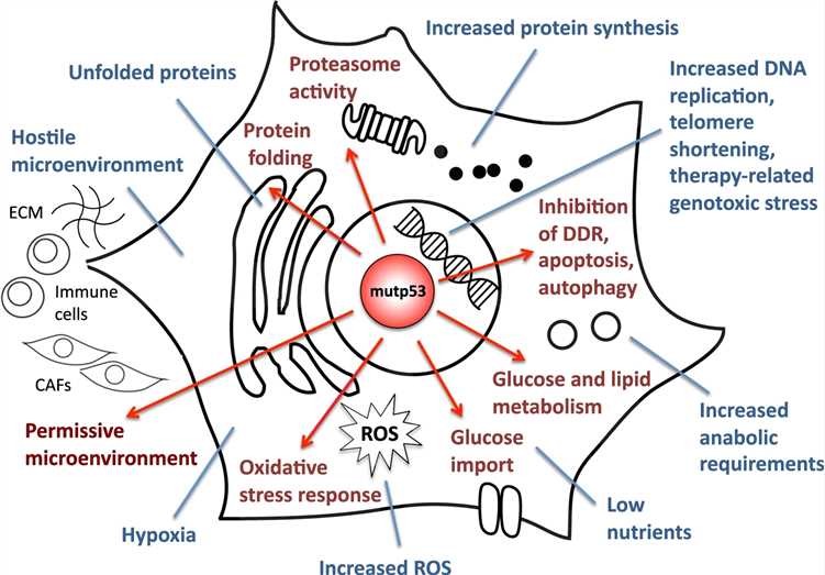 Fig. 1 Mutant p53 facilitates the development of tumors by enabling adaptive reactions to stress conditions associated with cancer. (Mantovani, Fiamma, Licio Collavin, & Giannino Del Sal., 2019) (OA Literature)