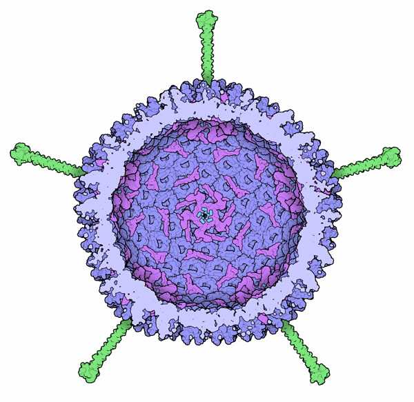 Engineering Adenovirus – Creative Biolabs