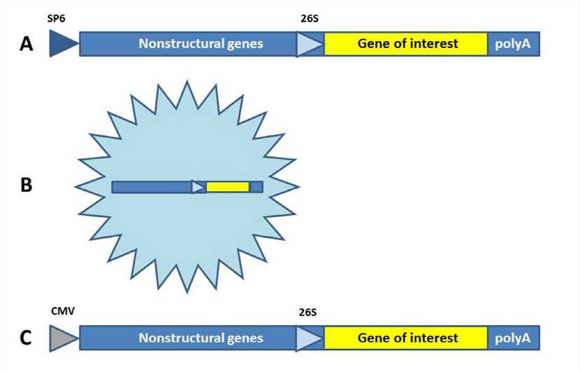 Fig.1 Utilization of Alphavirus vector systems for vaccine delivery. (Lundstrom, Kenneth, 2014) (OA Literature)