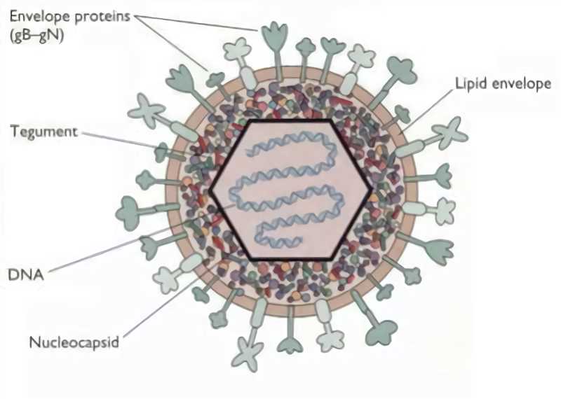 Herpes Simplex Virus - Creative Biolabs