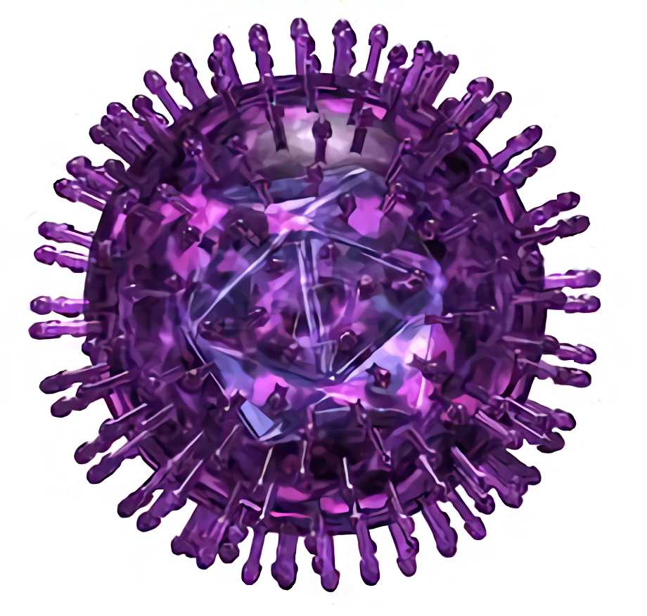 Herpes Simplex Virus - Creative Biolabs