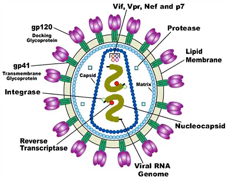 Fig.1 The composition of a standard lentiviral vector. (Lebedeva, Natalya Sh, et al., 2020) (OA Literature)