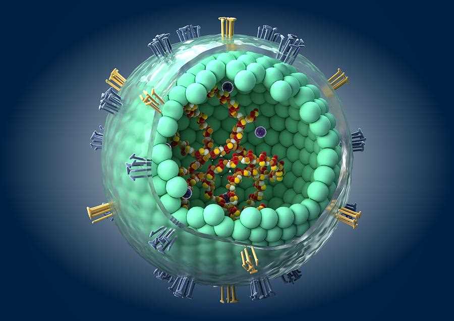 Measles Virus - Creative Biolabs