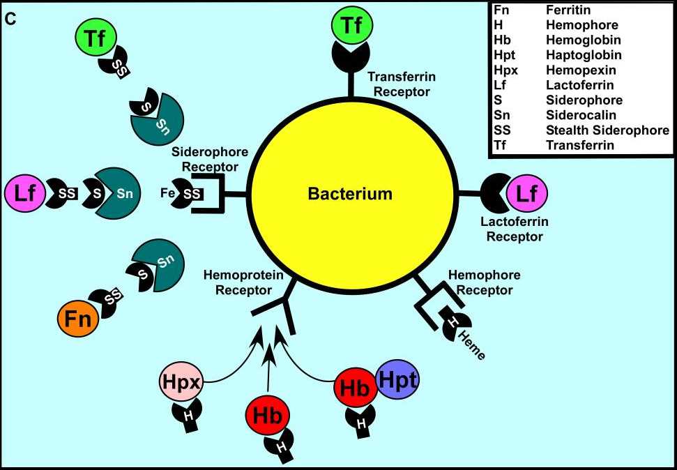 Fig. 2 Bacterial pathogens have the ability to obtain iron by recognizing a variety of ferriproteins through receptor-mediated mechanisms. (Skaar, Eric P, 2010) (OA Literature)