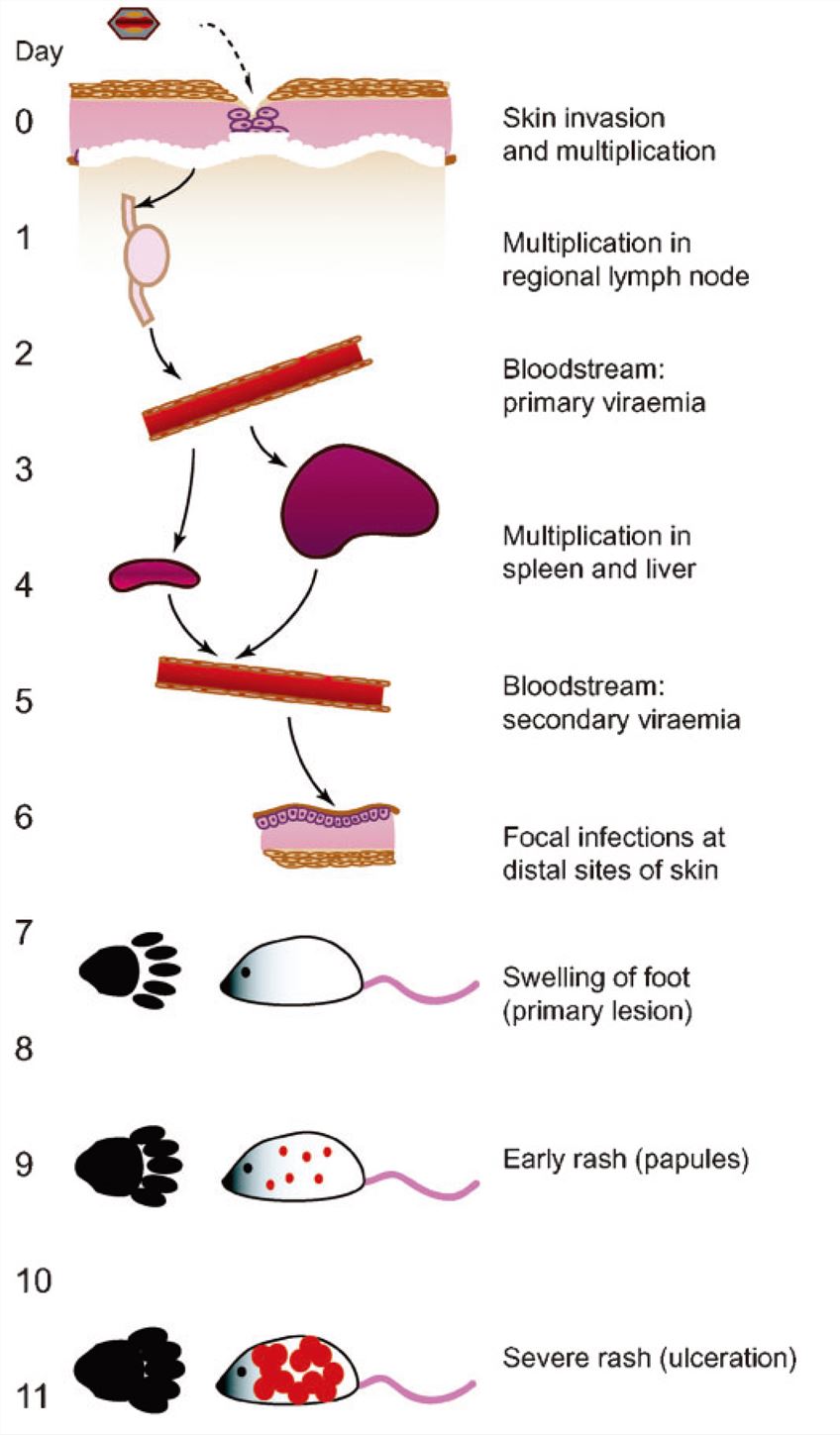Sequence of events during the course of ECTV infection