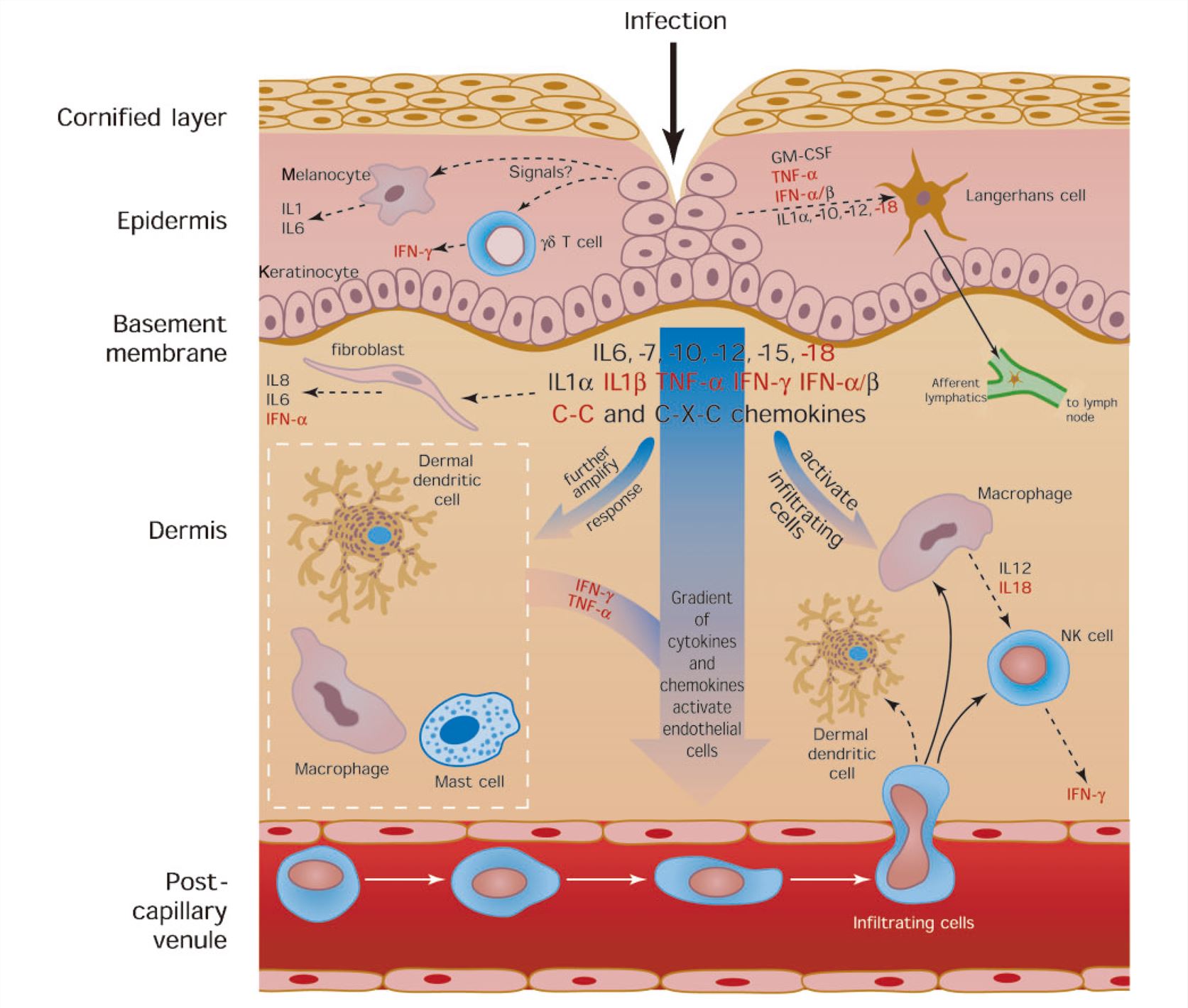 The cytokine and cellular network in the skin in response to infection