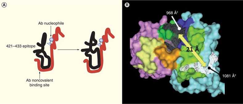 Structural aspects of CD4 binding site 421-433 epitope recognition by antibodies.