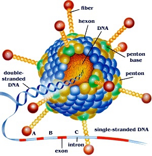 Schematic representation of Adenovirus.