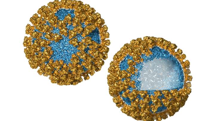 Enveloped Virus-Like Particles – Creative Biolabs