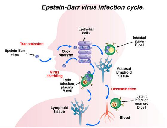 Epstein-Barr Virus Vaccines