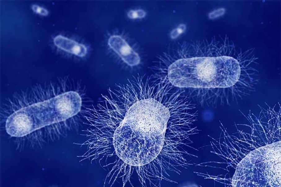 Escherichia coli – Creative Biolabs