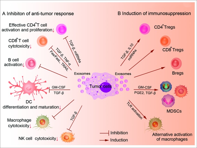 Exosome-mediated immunosuppression of tumor immunity.