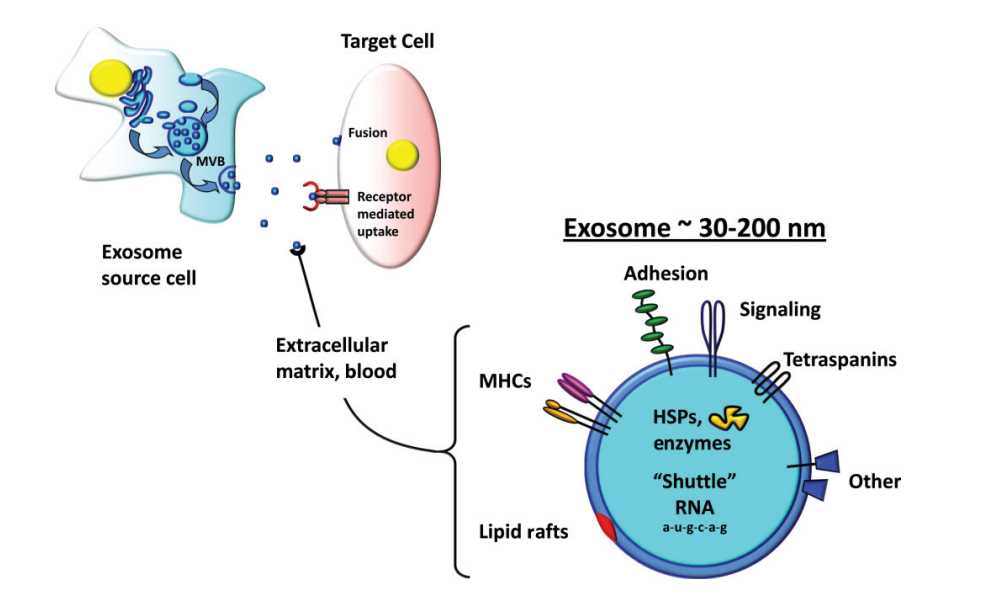 Exosomes are formed in multivesicular bodies (MVBs) that subsequently fuse with the inner plasma membrane surface resulting in exosome release into the extracellular microenvironment.