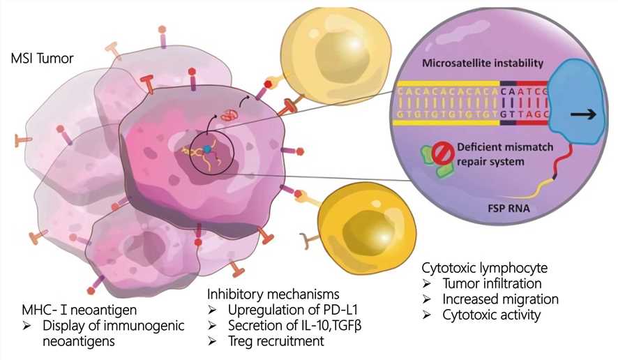 Fig. 1 Schematic diagram of MSI tumor. (Westdorp, Harm, et al., 2016) (OA Literature)