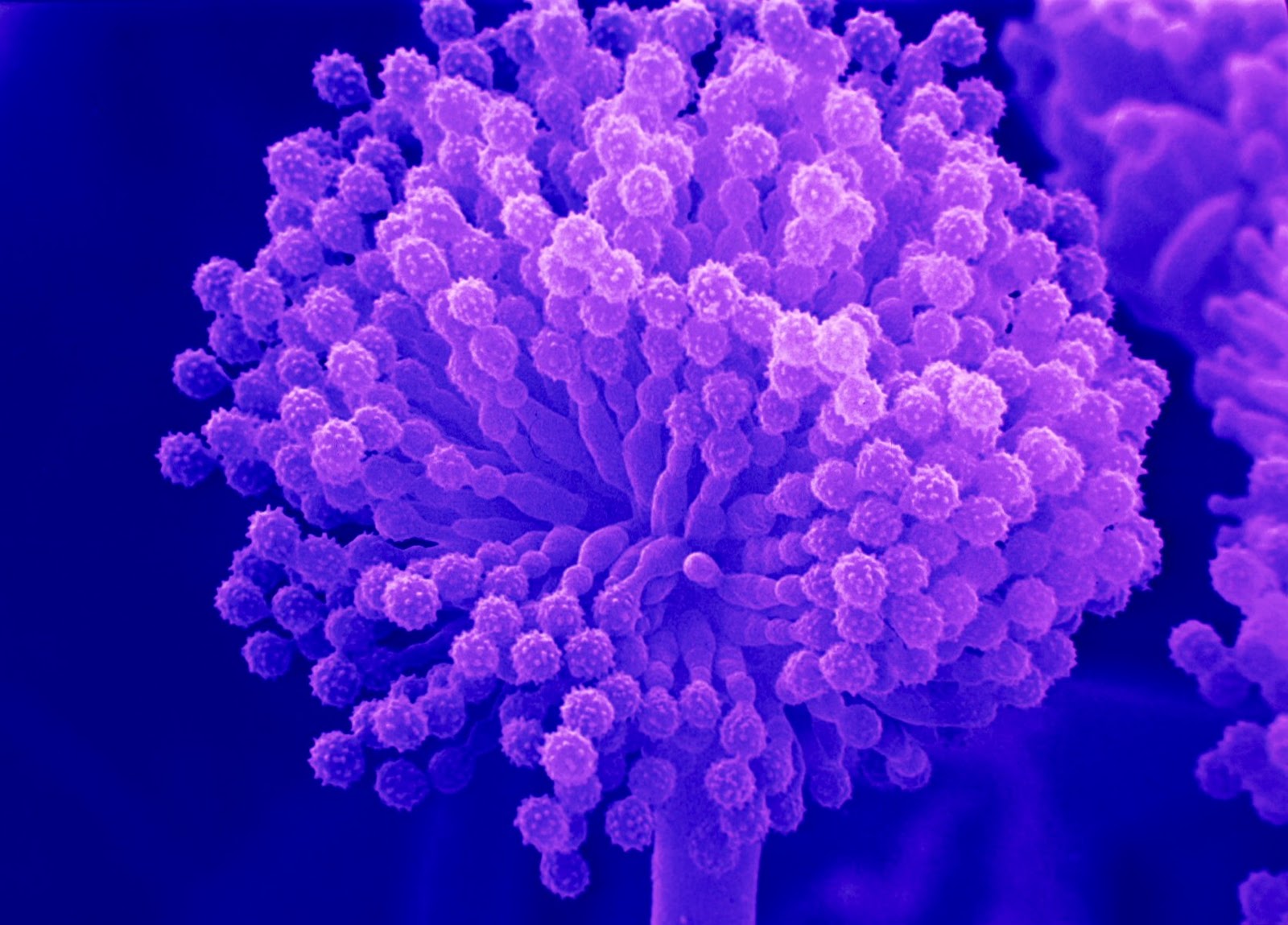 Filamentous fungi – Creative Biolabs