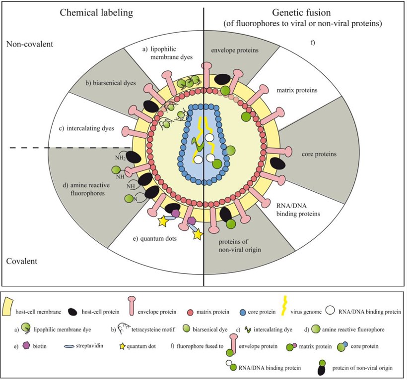 Fig. 1 Approaches used for labeling viral particles. (Wojta-Stremayr, Daniela & Winfried F. Pickl., 2013) (OA Literature)