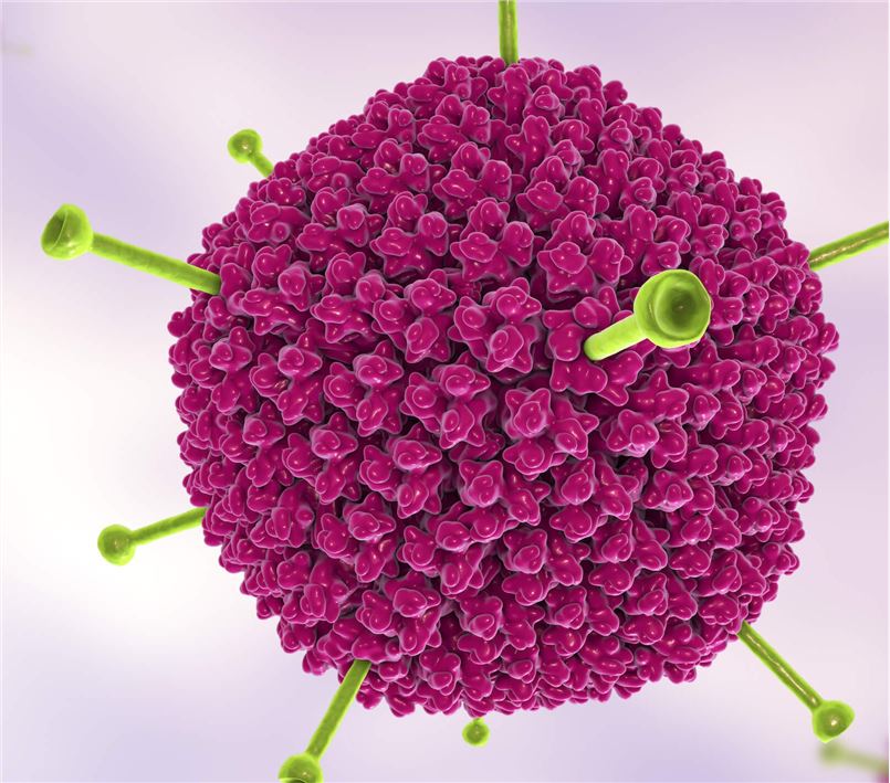 The structure of Adenovirus.