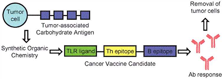 Synthetic Carbohydrate Based Cancer Vaccines
