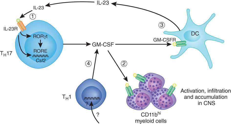 Granulocyte-macrophage colony-stimulating factor (GM-CSF) - Creative Biolabs