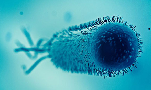 E. coli – Creative Biolabs
