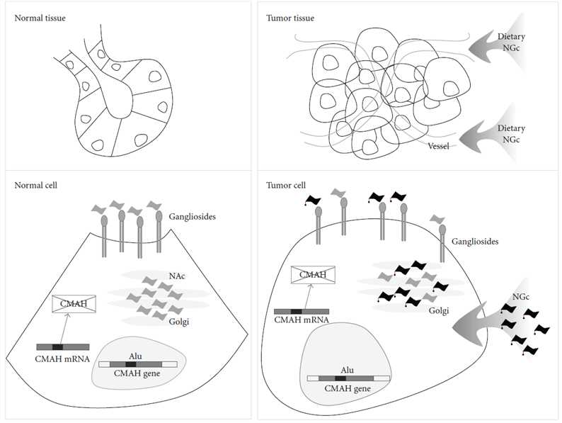 Fig.1 Exploring the role of NGc gangliosides in the biology of human tumors. (Fernandez, Luis E., et al., 2010) (OA Literature)