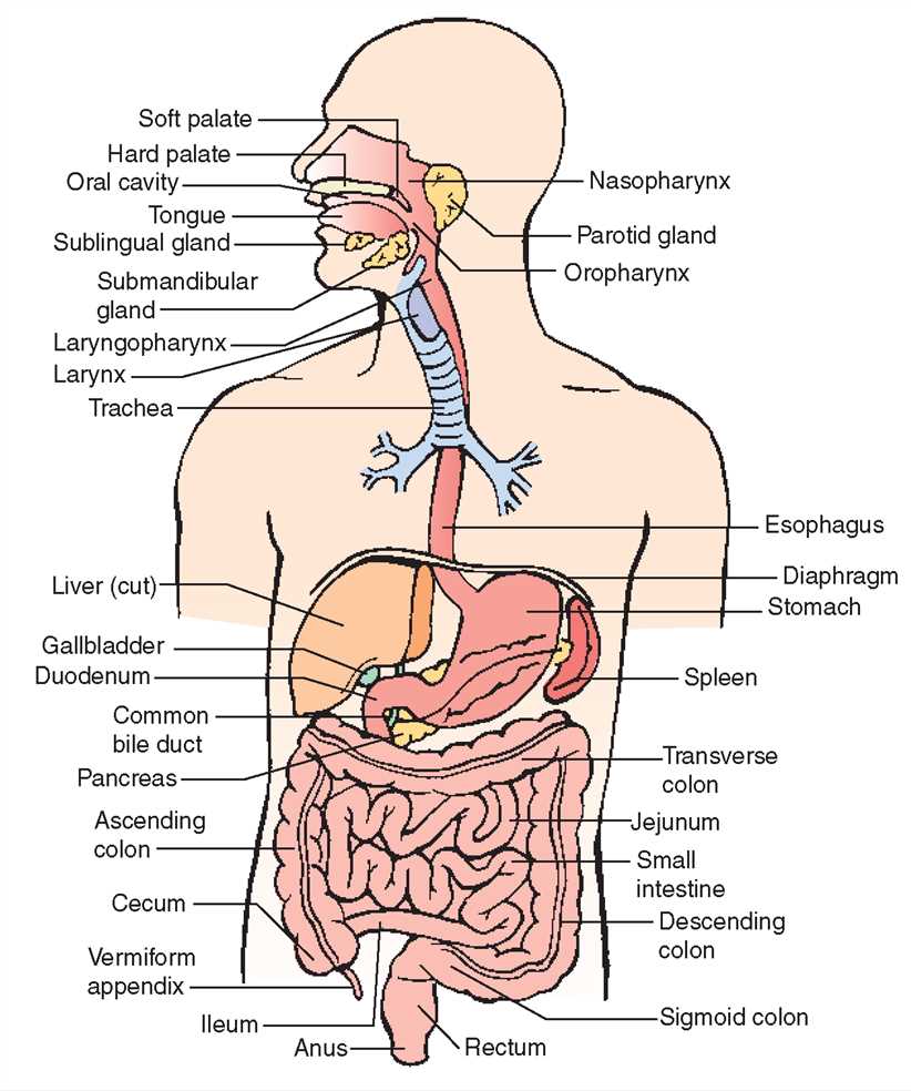 Gastrointestinal System - Creative Biolabs