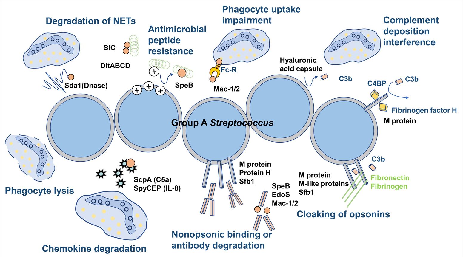 Group A Streptococcus Vaccines Creative Biolabs