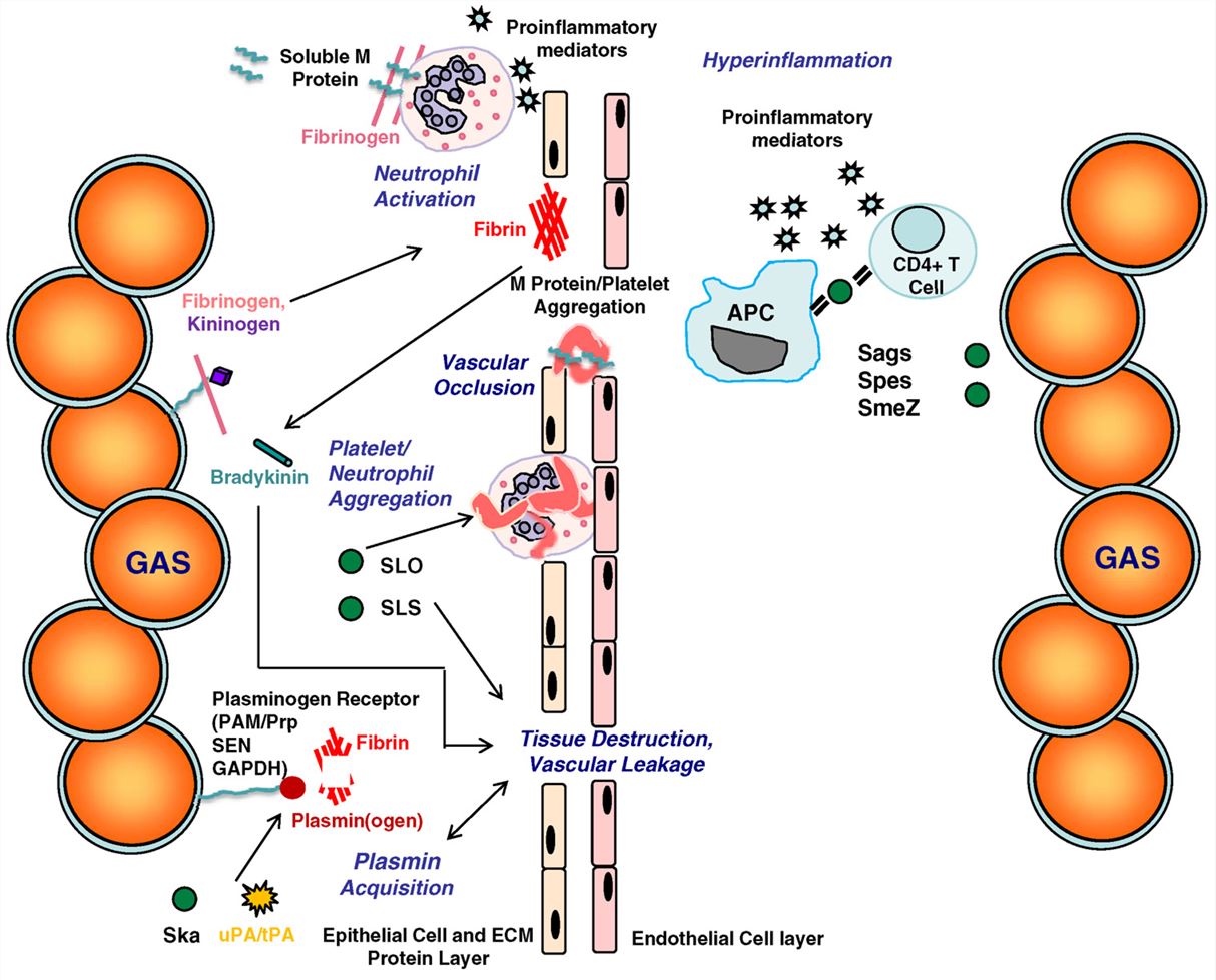 The interplay between host and bacterial factors leads to tissue destruction, vascular leakage, and hyperinflammation in invasive GAS disease.