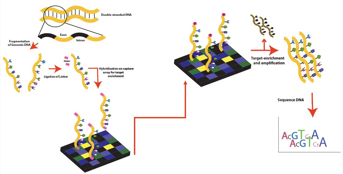 Exome sequencing workflow - Creative Biolabs